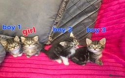 Siberian cats for sale: Adorable kittens Siberian mixt Maine Coon  - Image 1