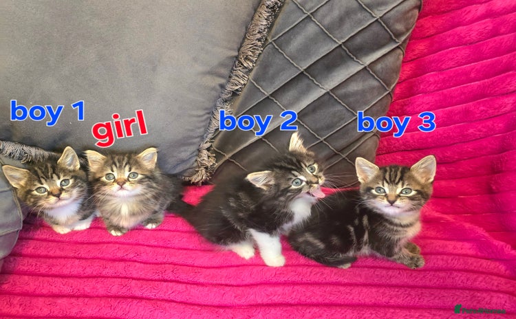 Siberian cats - Advert 1