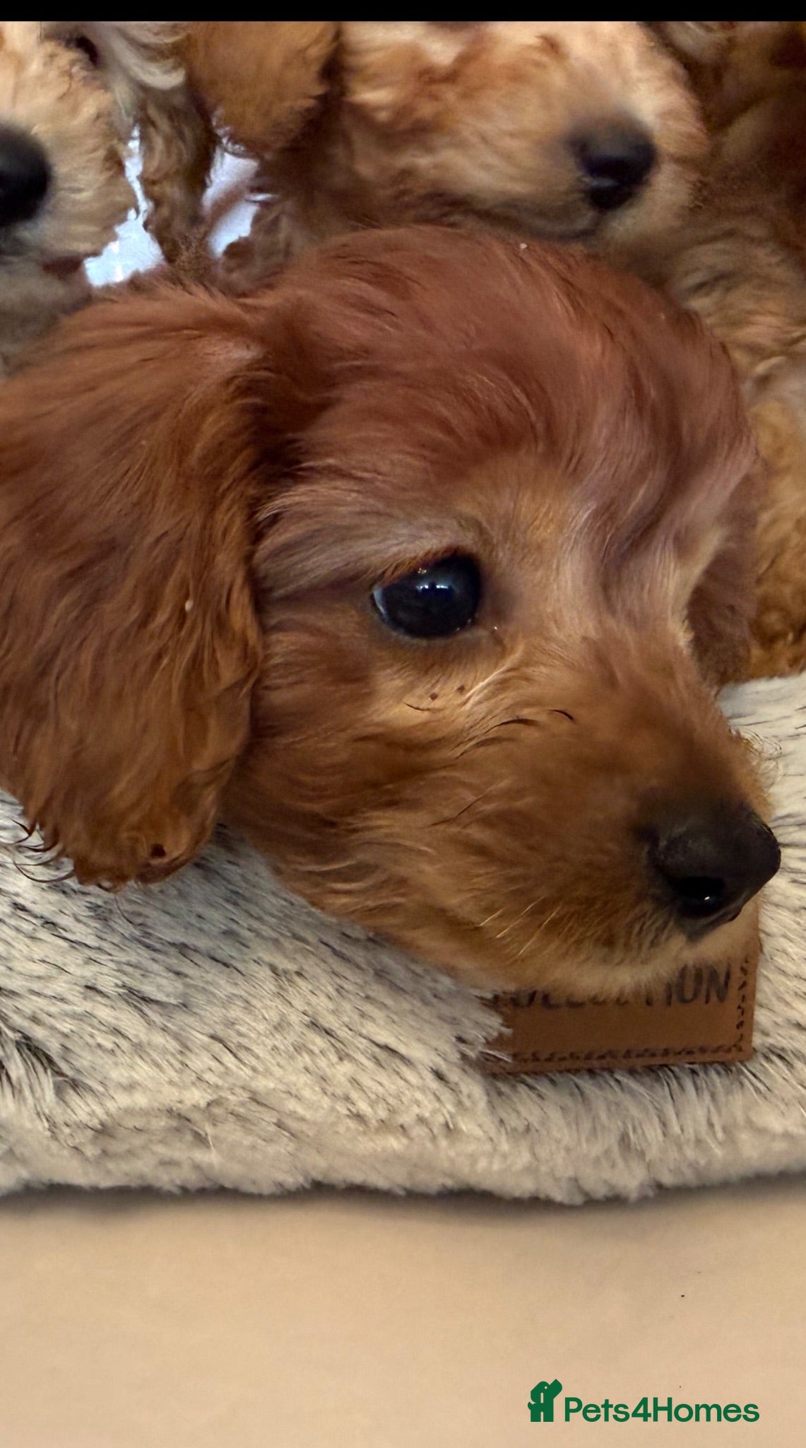 Toy Poodle dogs Toilet Trained TINY TOY POODLS 🐶 - Advert 2