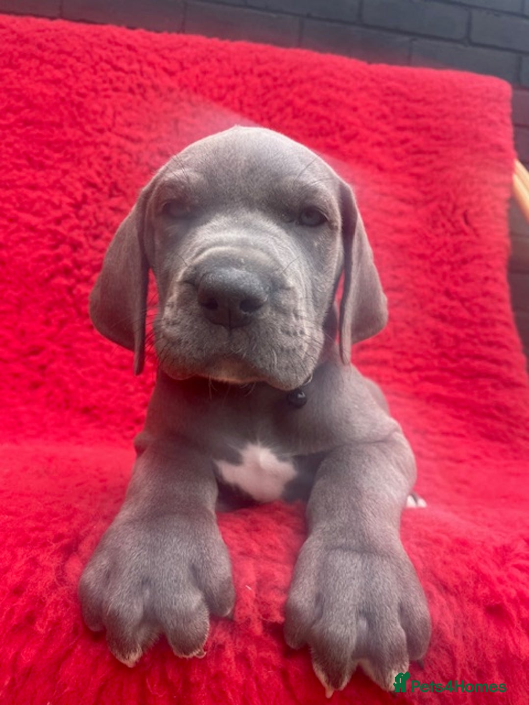 Great Dane dogs for sale: KC registered Great Danes  blues & black - Image 26