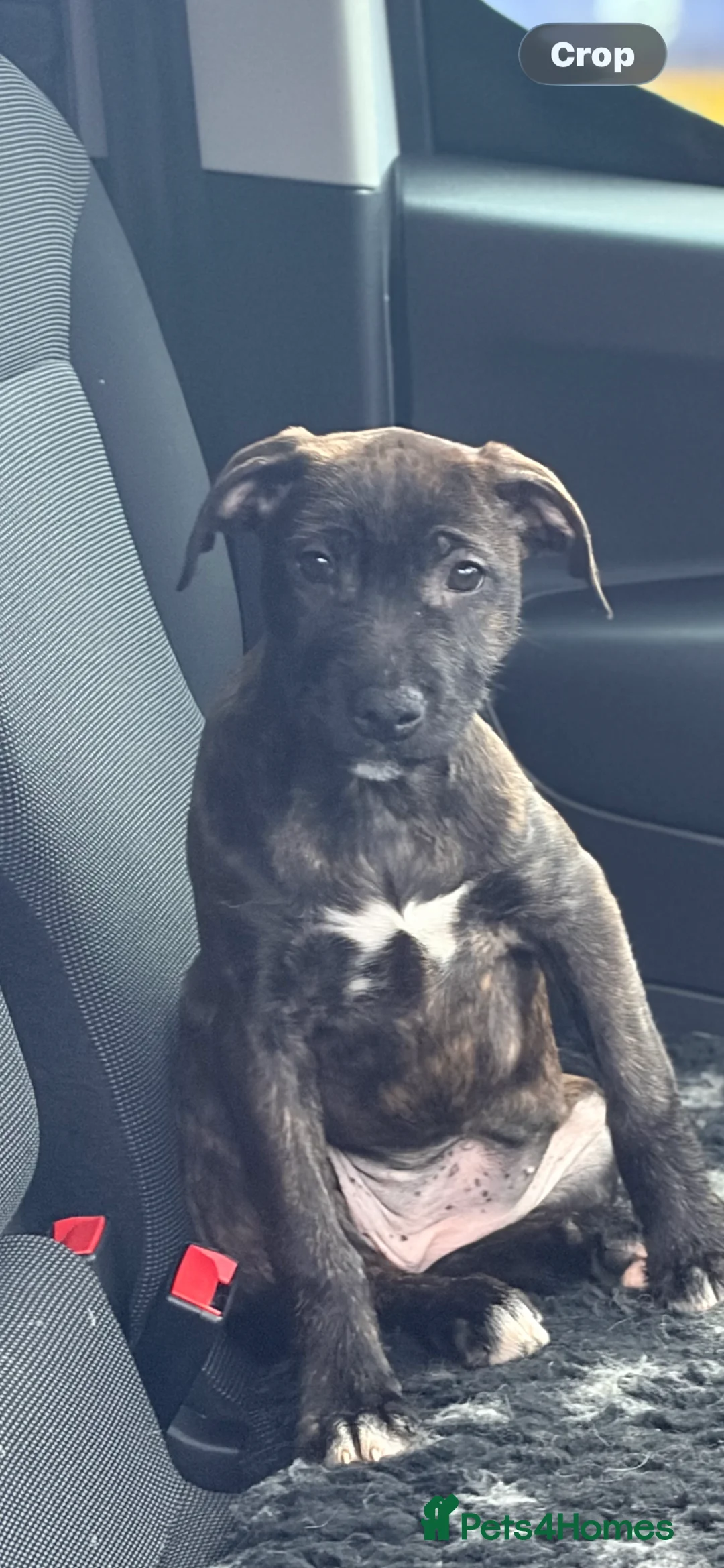 Mixed Breed dogs for sale: 15 weeks old terrier girl - Advert 7