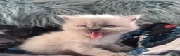 Ragdoll cats for sale: New Adorable and very fluffy pure Ragdoll kittens  - Advert 10