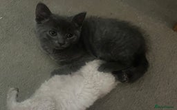 Mixed Breed cats for sale: Mixed breed - BSH and Selkirk Rex female kitten  - Image 4