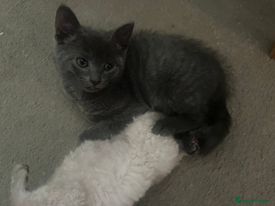 Mixed Breed cats for sale: Mixed breed - BSH and Selkirk Rex female kitten  - Image 4