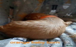 Cavalier King Charles Spaniel dogs for sale: DNA TESTED CAVALIER KING CHARLES  - Image 5