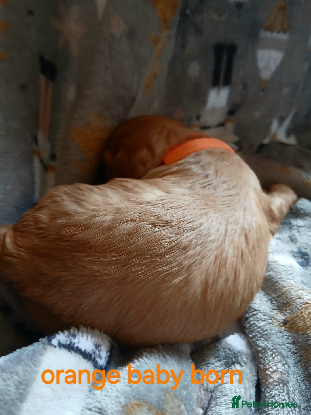 Cavalier King Charles Spaniel dogs for sale: DNA TESTED CAVALIER KING CHARLES  - Image 5