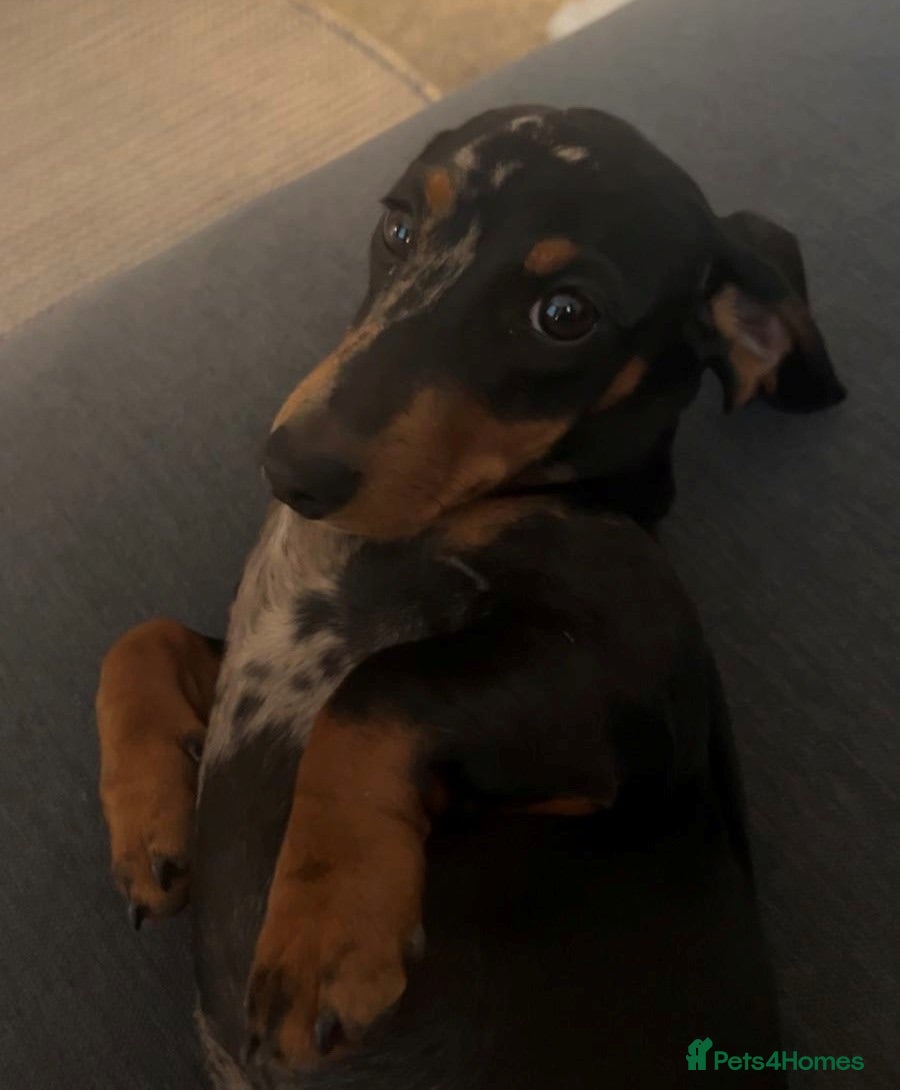 Miniature Dachshund dogs Adorable Miniature Dachshund Puppies - Advert 1