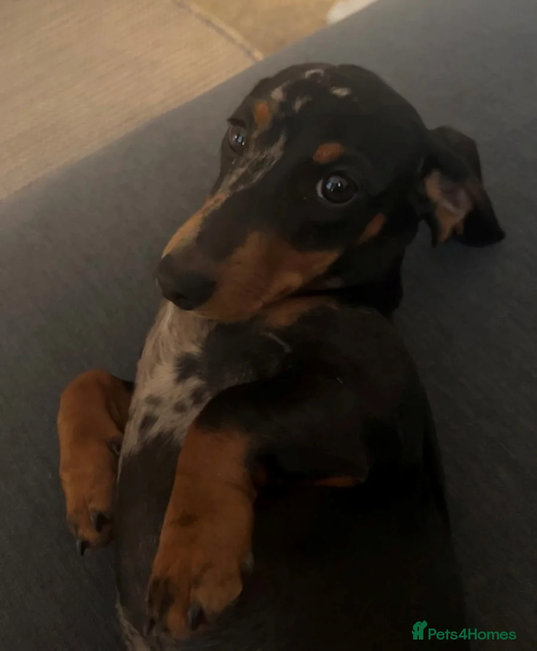 Miniature Dachshund dogs for sale: Adorable Miniature Dachshund Puppies in Llanelli - Advert 1