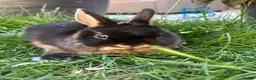 Netherland Dwarf rabbits for sale: Netherland Dwarf Rabbits For Sale - Advert 3