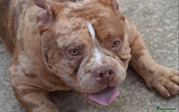 American Bully dogs for stud: Chocolate merle carrying blue and tan  in Spalding - Image 3