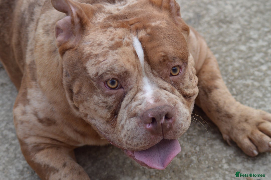 American Bully dogs for stud: Chocolate merle carrying blue and tan  in Spalding - Image 3