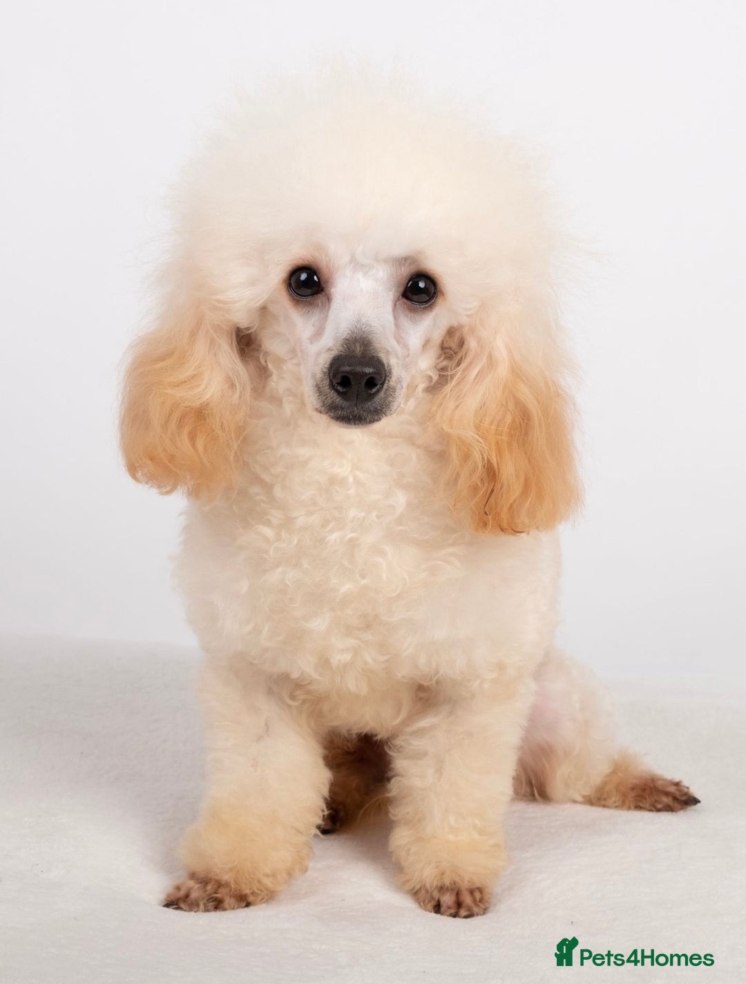 Toy Poodle dogs for sale: Adorable Toy Poodle puppies  - Advert 12