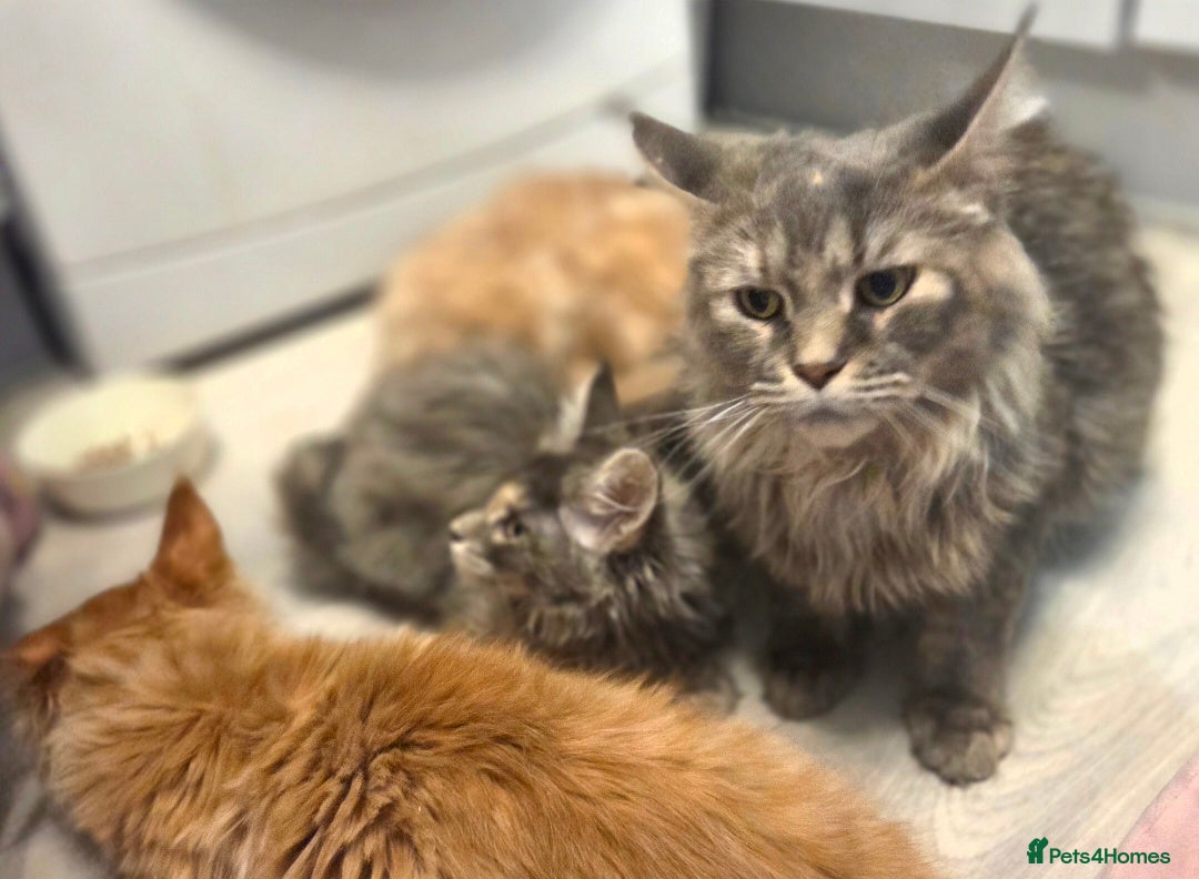 Maine Coon cats for sale: TiCA reg/Parents Fully Health Tested - Advert 20