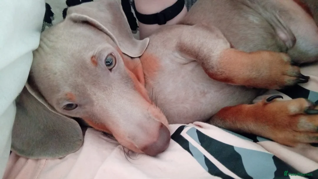 Miniature Dachshund dogs for sale: Mini dachshund - Advert 13