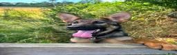 German Shepherd dogs for sale: Exceptional 7 month old German imported female in Billericay - Advert 4