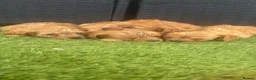 Cavapoo dogs for sale: Red Cavapoo puppies - Advert 4