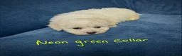 Bichon Frise dogs for sale: 6 Beautiful bichon frise puppies 🐶  in Doncaster - Advert 27