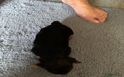 Yorkiepoo dogs for sale: 3 Beautiful Yorkiepoo puppies - Image 4