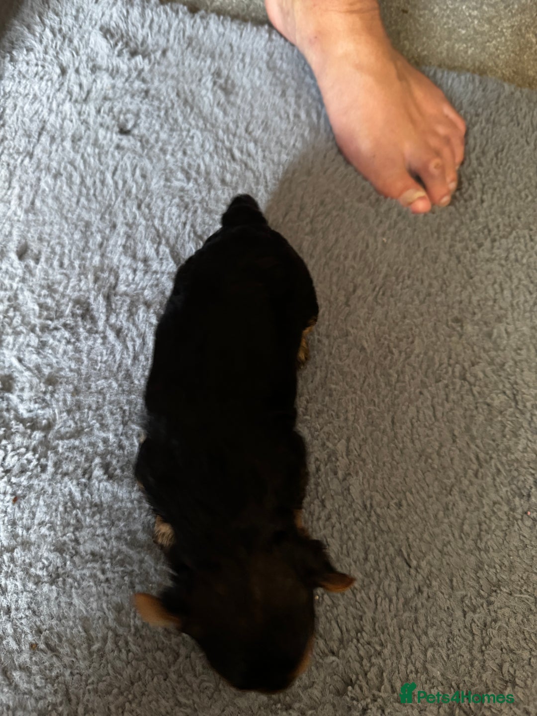 Yorkiepoo dogs for sale: 3 Beautiful Yorkiepoo puppies - Image 4