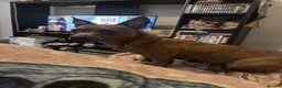 Mixed Breed dogs for sale: Staffy cross Chihuahua. 1 year old female  - Advert 3