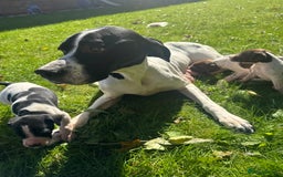 Pointer dogs for sale: BEAUTIFUL PEDIGREE POINTER PUPPIES - Image 15