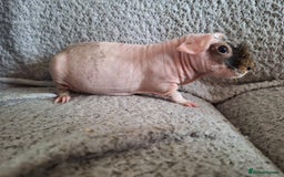 Guinea Pig rodents for sale: Skinny guinea pig boys - Image 5
