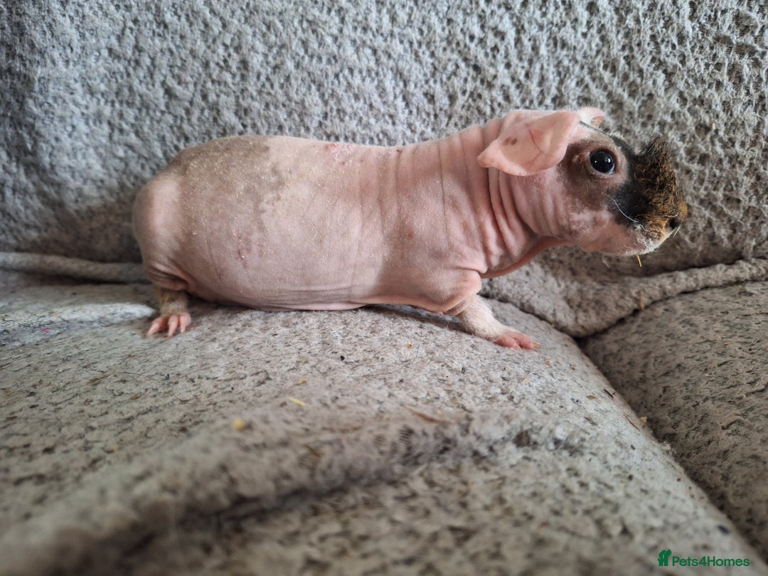 Guinea Pig rodents for sale: Skinny guinea pig boys - Image 5
