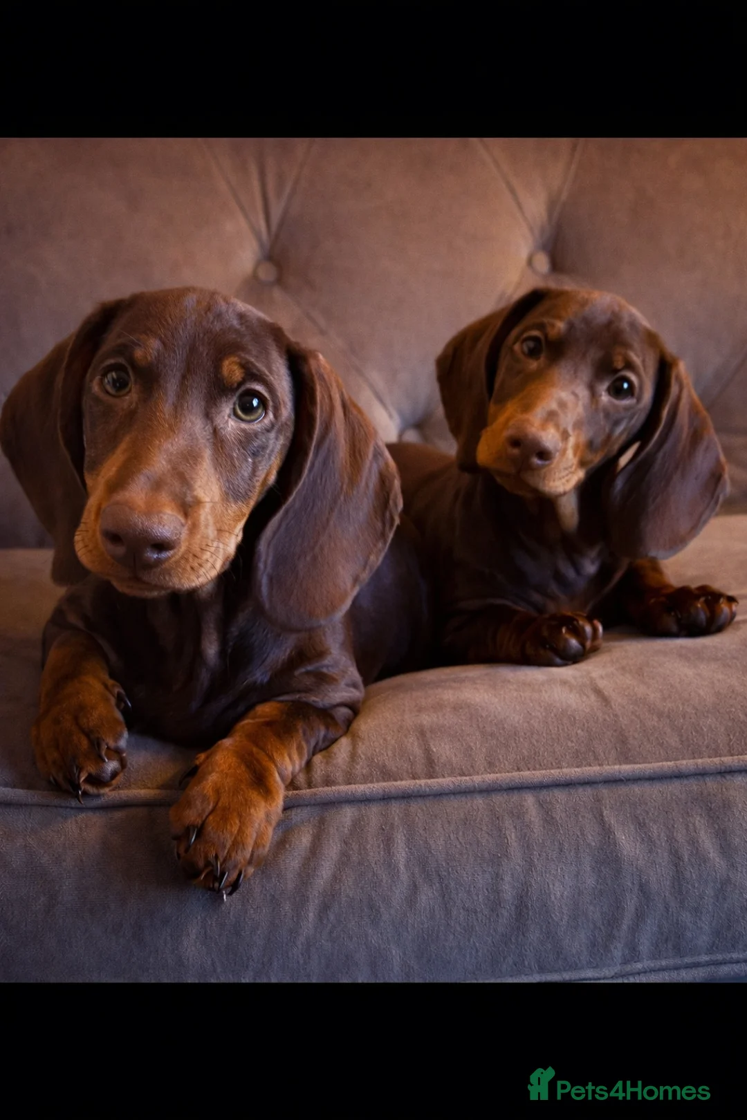 Dachshund dogs for sale: Standard dachshund puppies - Advert 1
