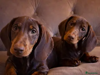 Dachshund dogs Standard dachshund puppies - Advert 15