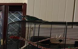 Conures birds for sale: Turquoise green cheek conure named ash - Image 2