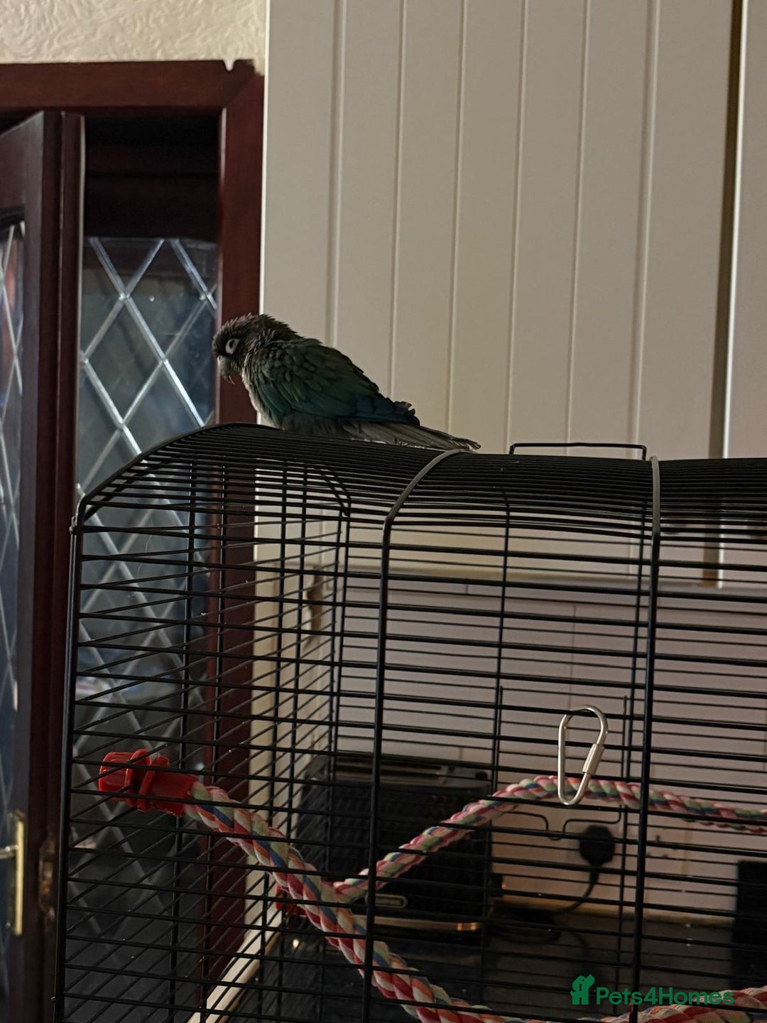 Conures birds for sale: Turquoise green cheek conure named ash - Image 2