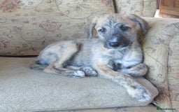 Whippet dogs for sale: Whippet Lurcher - Image 1