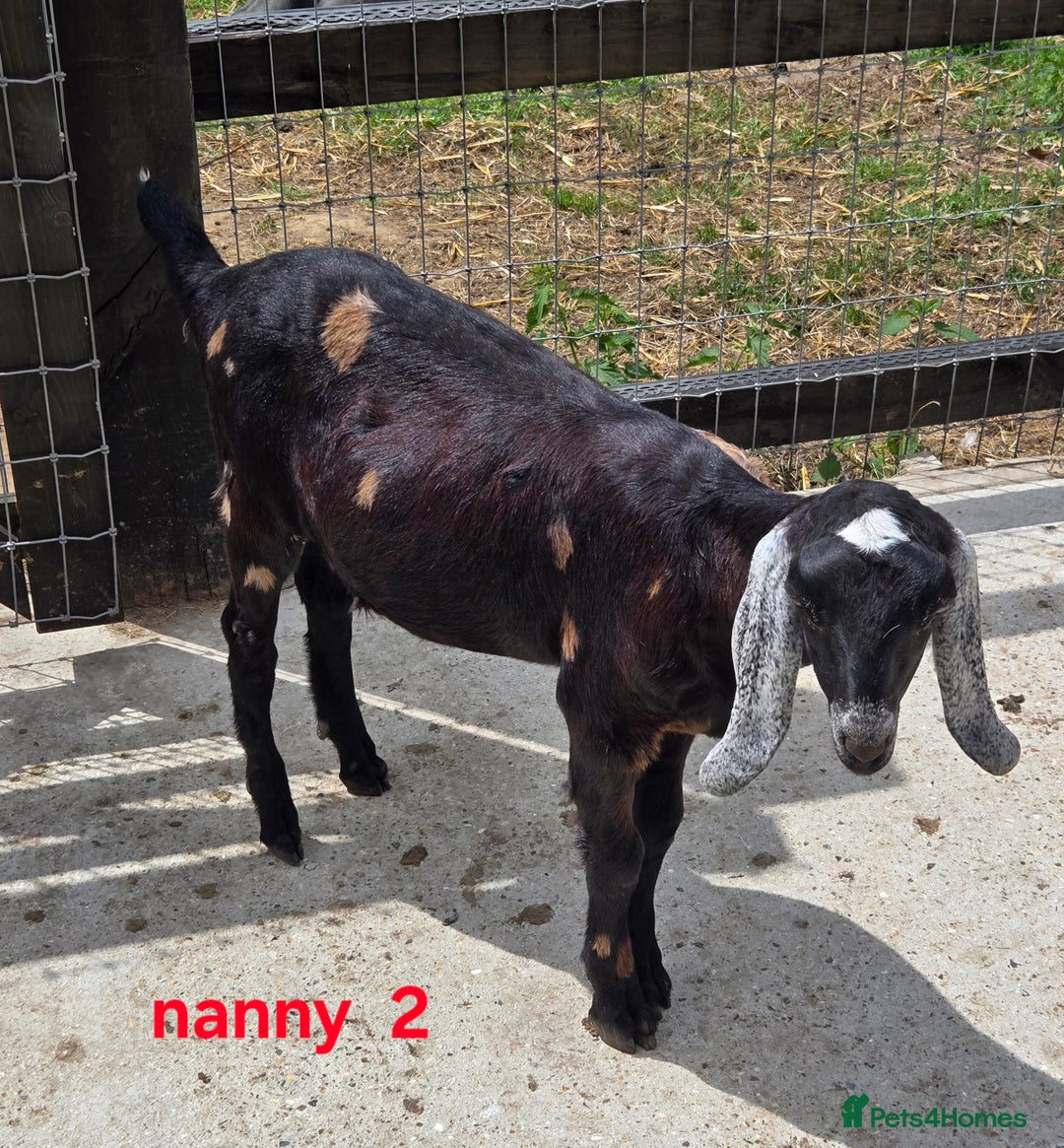 Goats livestock for sale: Pedigree Anglo Nubian Kids (disbudded) - Image 10