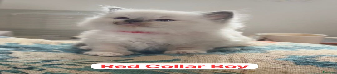 Red Collar Boy