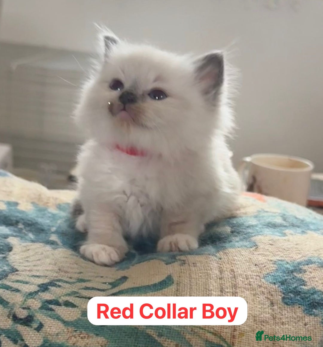 Ragdoll cats for sale: GCCF Championship Line Ragdolls - Image 1