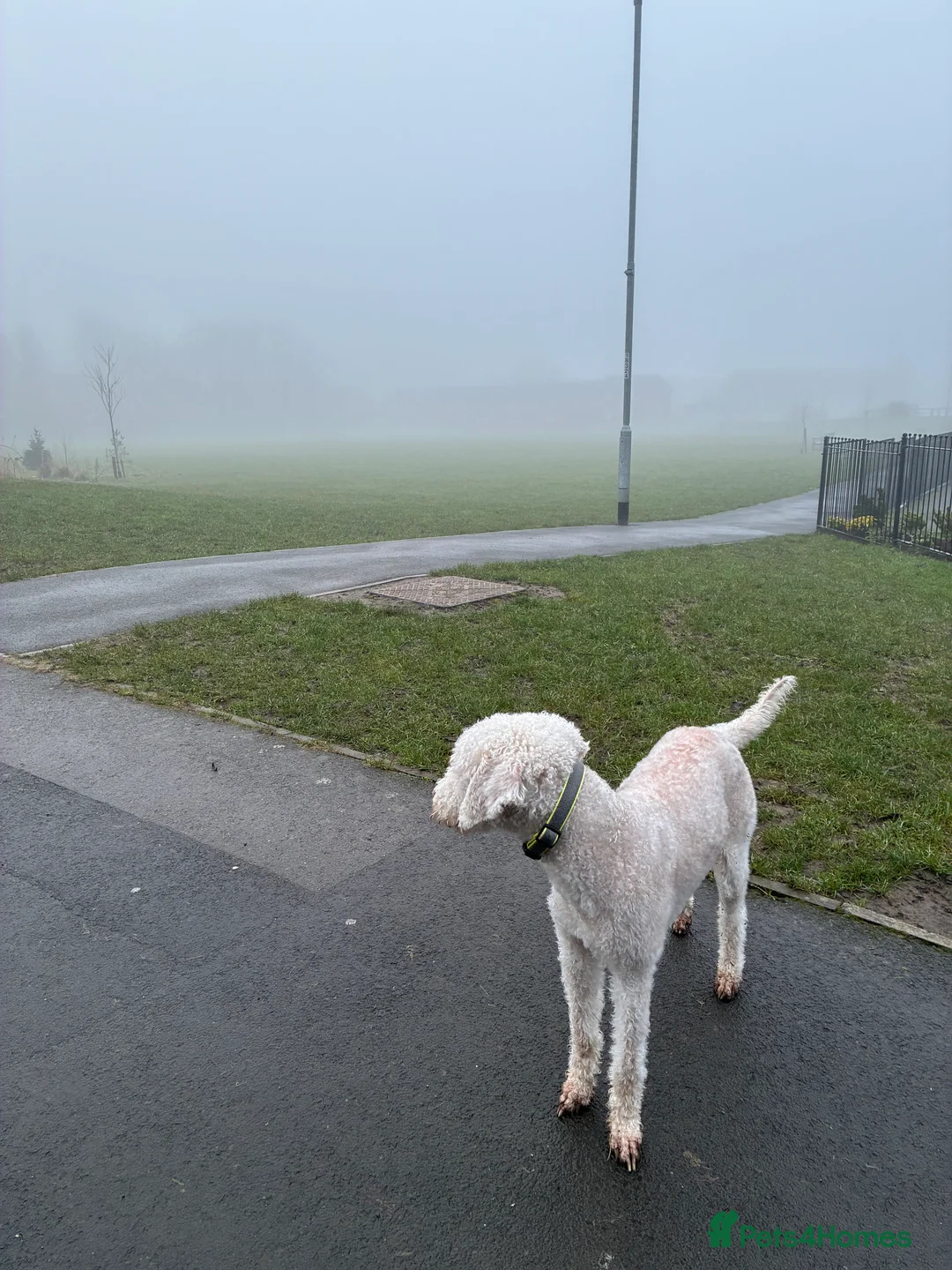 Bedlington Terrier dogs for stud: Bedlington Terrier Stud - Liver - AGE 6 - CT CLEAR in Darlington - Advert 5