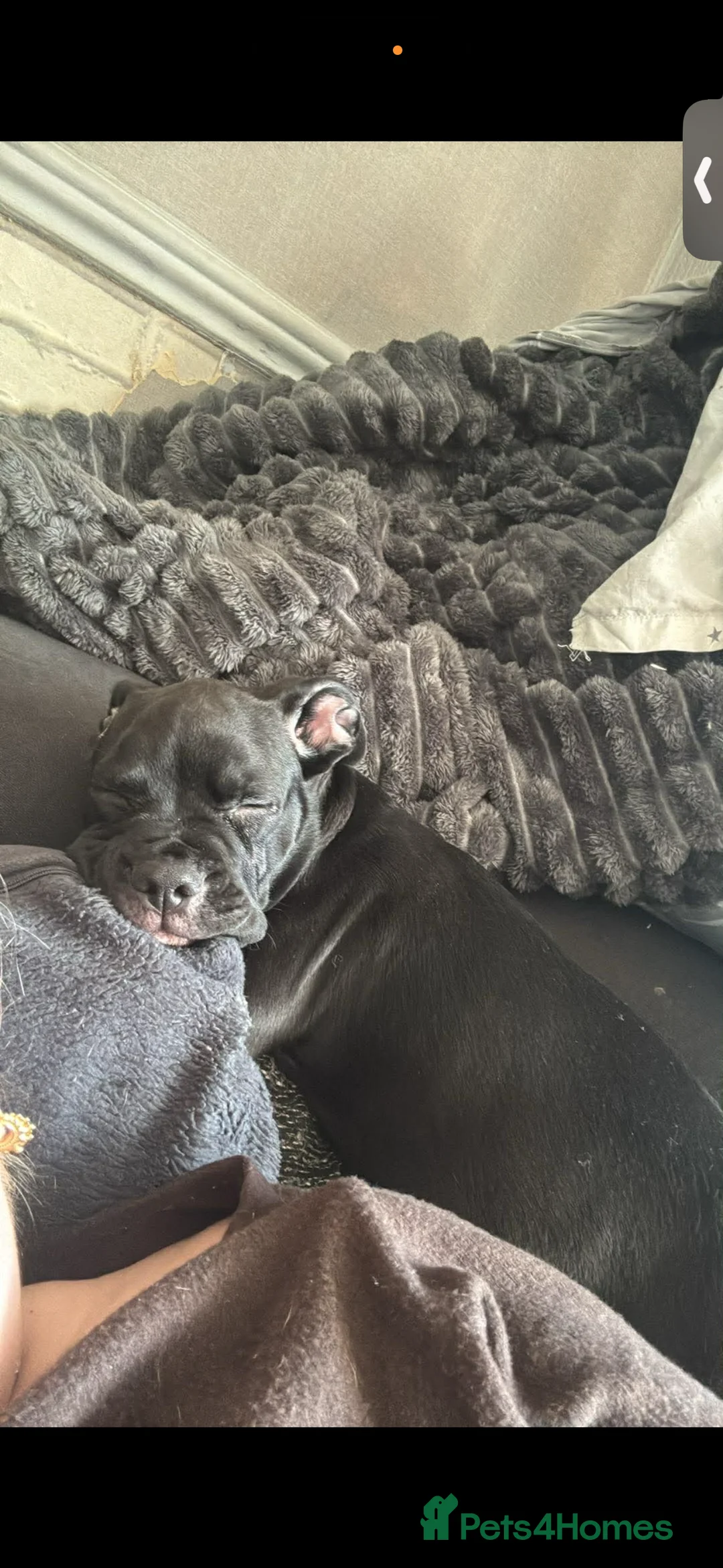 Mixed Breed dogs for sale: Boy available  - Advert 2