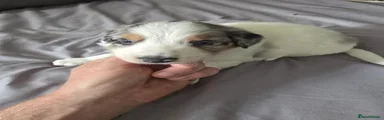 Border Collie 1