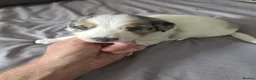 Border Collie dogs for sale: Beautiful Border Collie Puppies with Bright Future - Advert 5