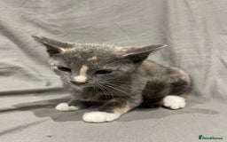 Mixed Breed cats for sale: Kittens for sale  - Image 8