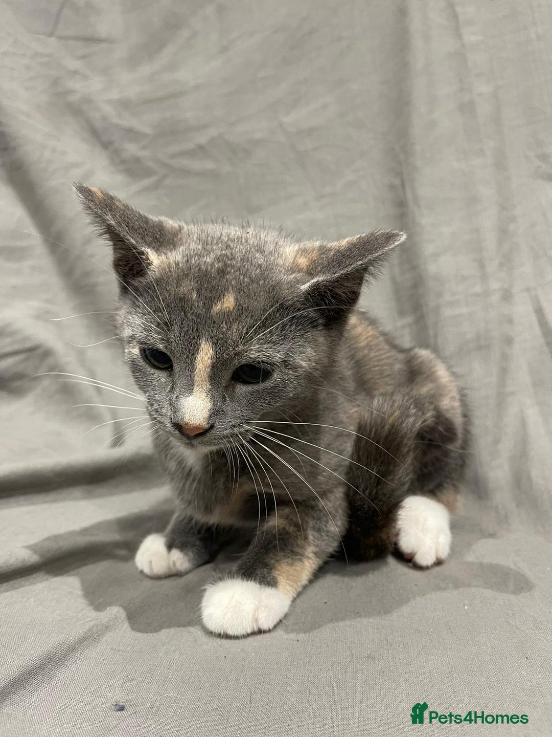 Mixed Breed cats for sale: Kittens for sale  - Image 8
