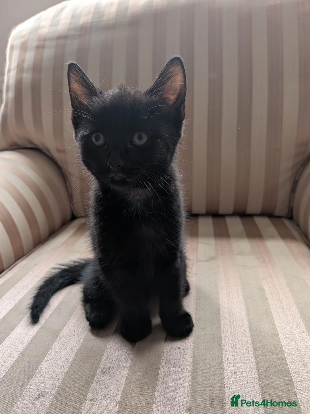 Mixed Breed cats for sale: Last 2 male kittens.. ready to go! - Advert 3