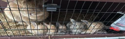 Continental Giant rabbits for sale: Giant continental x French lop - Advert 10