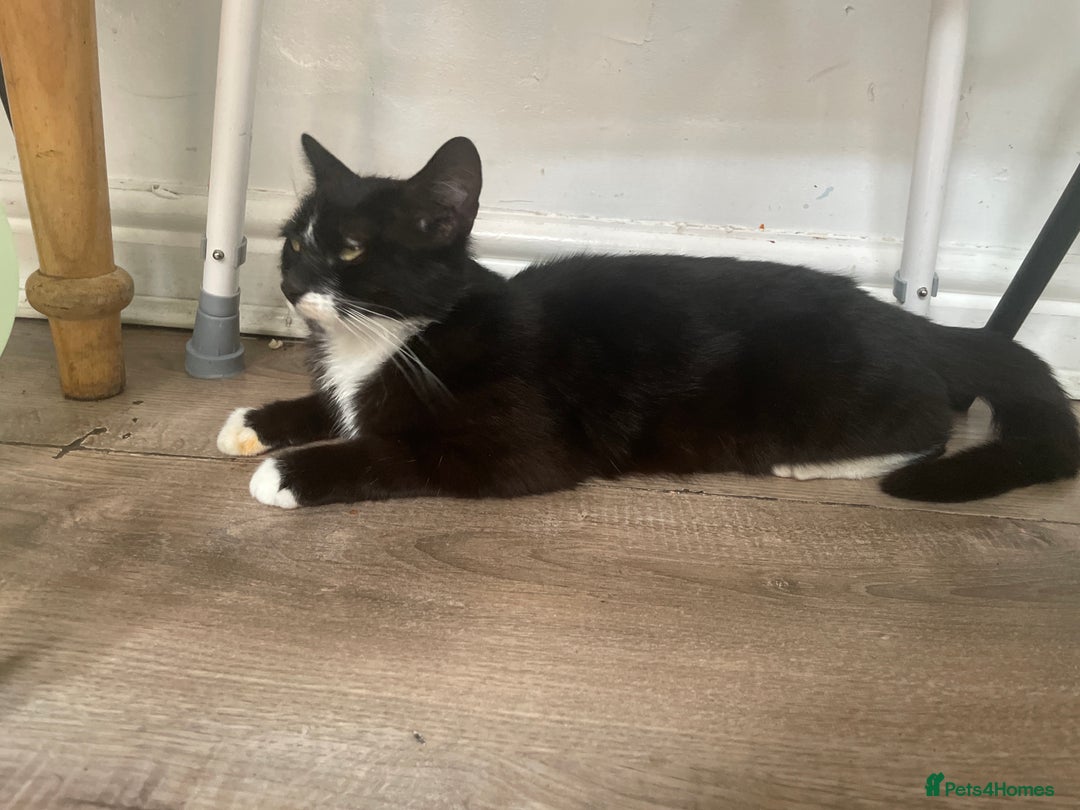 Mixed Breed cats for sale: cute kitten needs a home  - Image 4