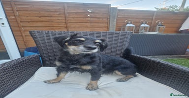 Mixed Breed dogs Pups for new homes - Advert 8