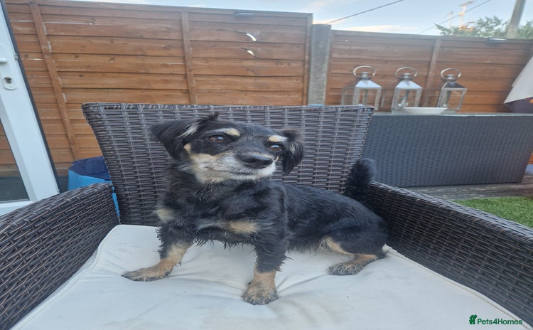 Mixed Breed dogs - Advert 6