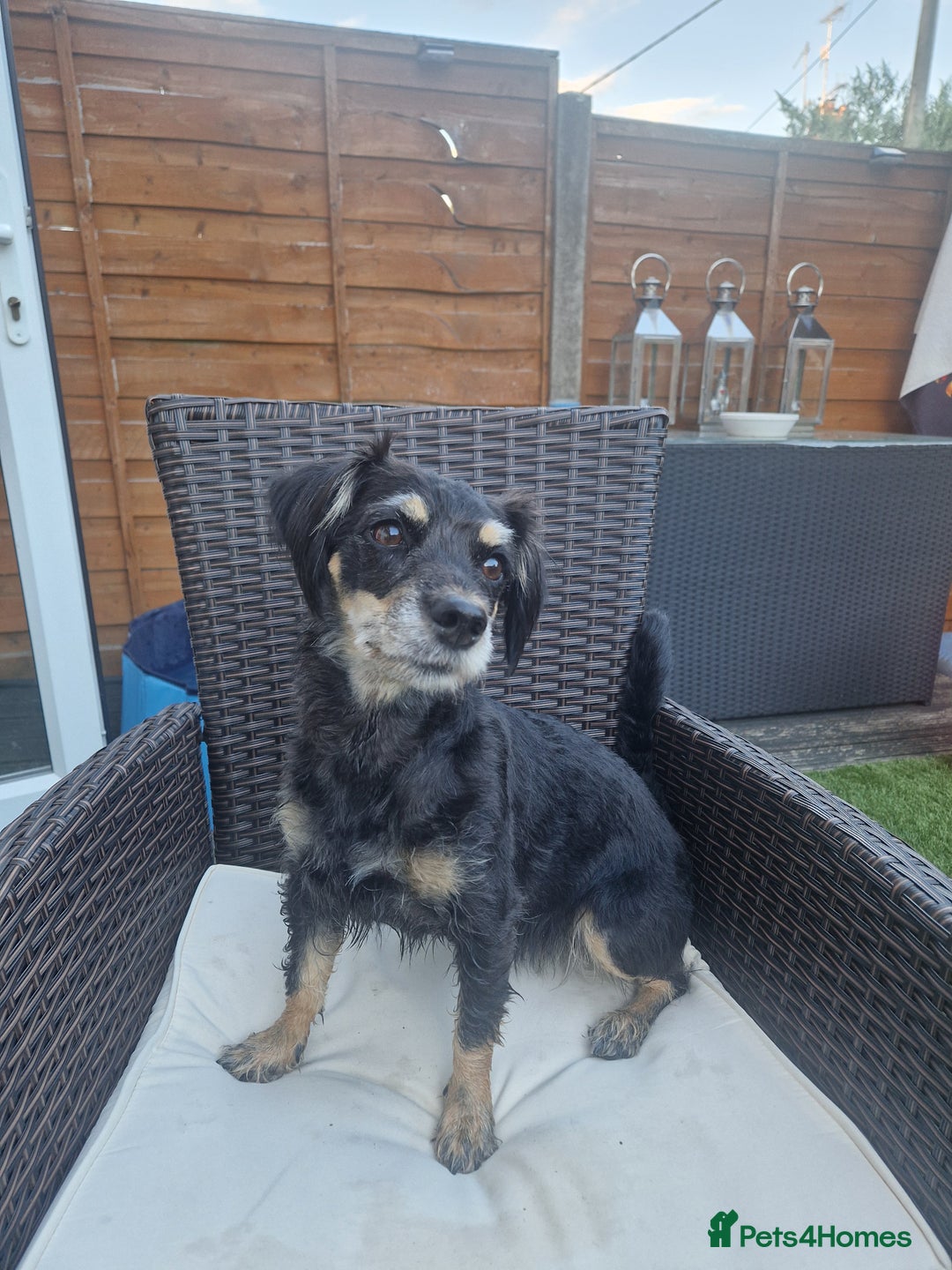 Mixed Breed dogs for sale: Pups for new homes - Image 1