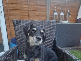 Mixed Breed dogs - Advert 1