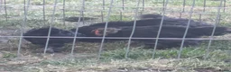 Chickens poultry for sale: 4 bantams and 2 brahmas for sale  - Advert 8