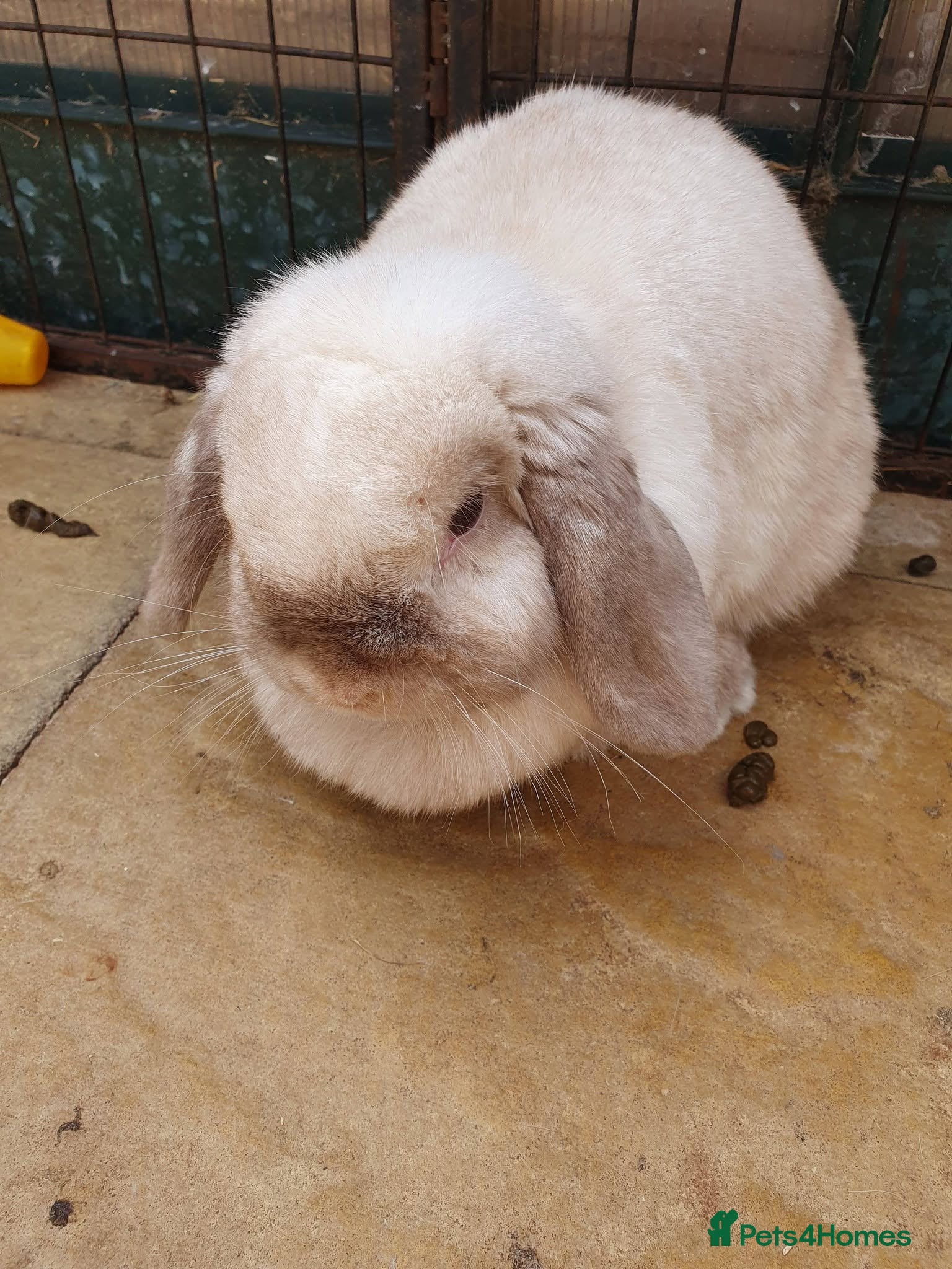 Mini Lop rabbits Spayed/neutered rabbits for adoption, vac Rhd2 - Advert 1